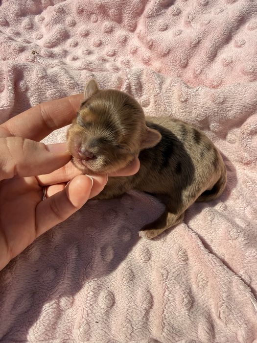 Chocomerle Yorkshire Terrier