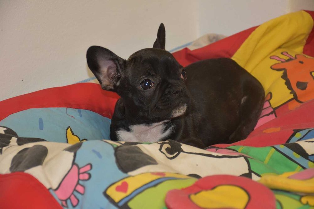 buldog francuski CUDOWNY piesek XS + paszport