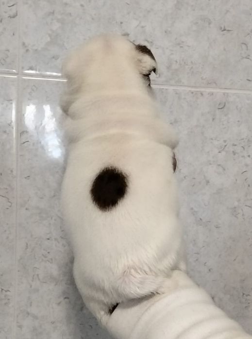 Bulldog Ingles Macho  c/Lop