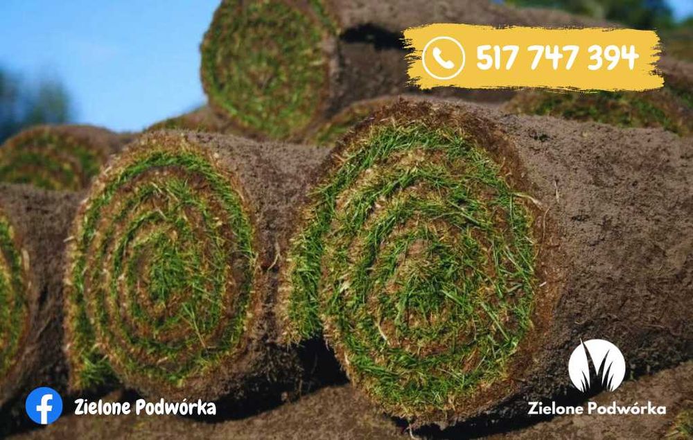 Trawa w rolce. Trawnik rolowany. Dowóz do klienta. Chłodzona próżniowo
