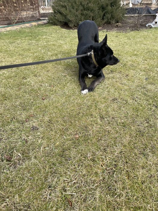 Пропала собака!