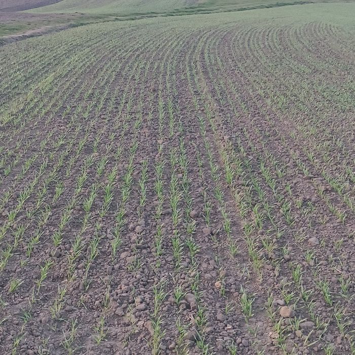 Сівалка юко 2.5м