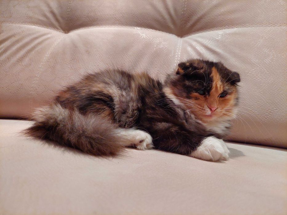 Кошенята в добрі руки