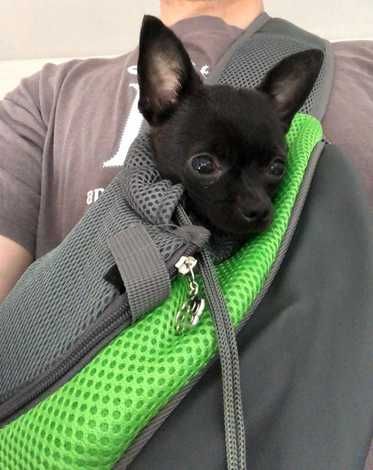 Bolsa mochila transportadora para cães e gatos NOVO PORTES GRÁTIS