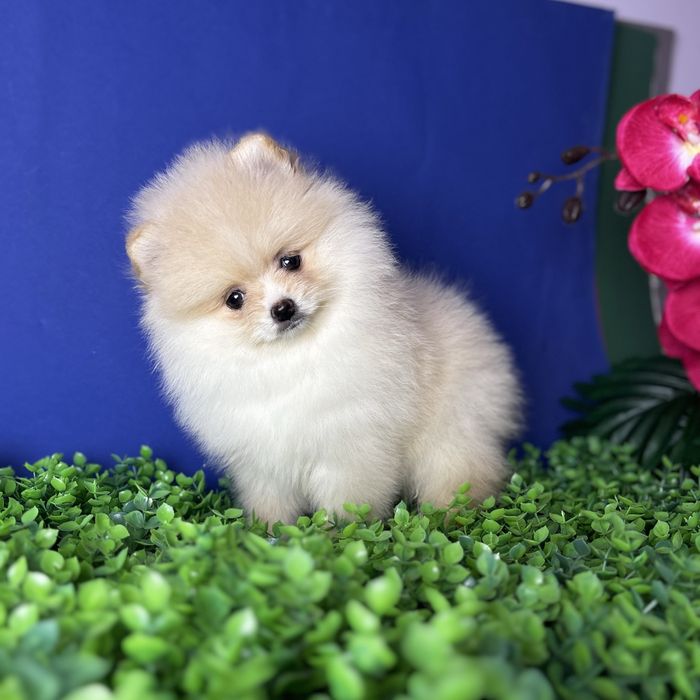 ляльковий Ведмедик шоу классу