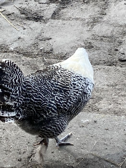 Tottleger westfalski i Hiszpanka białolica jaja lęgowe