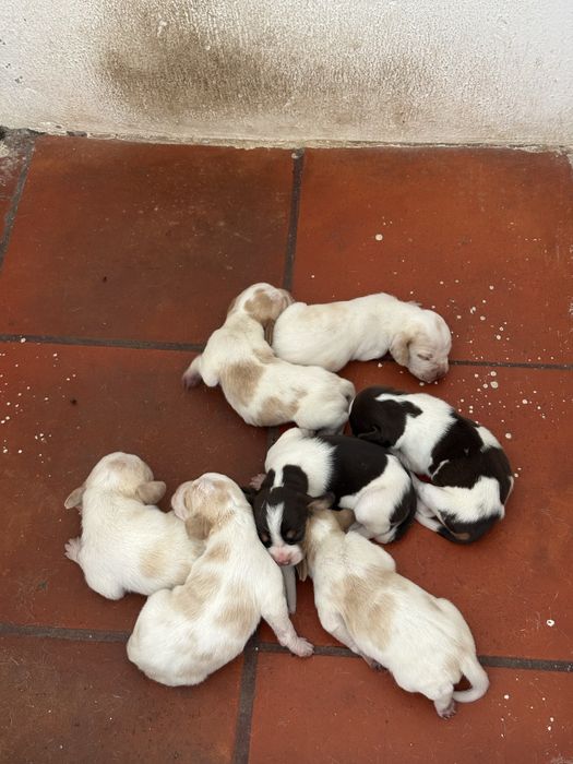 Cachorros de raça pachon navarro crusados