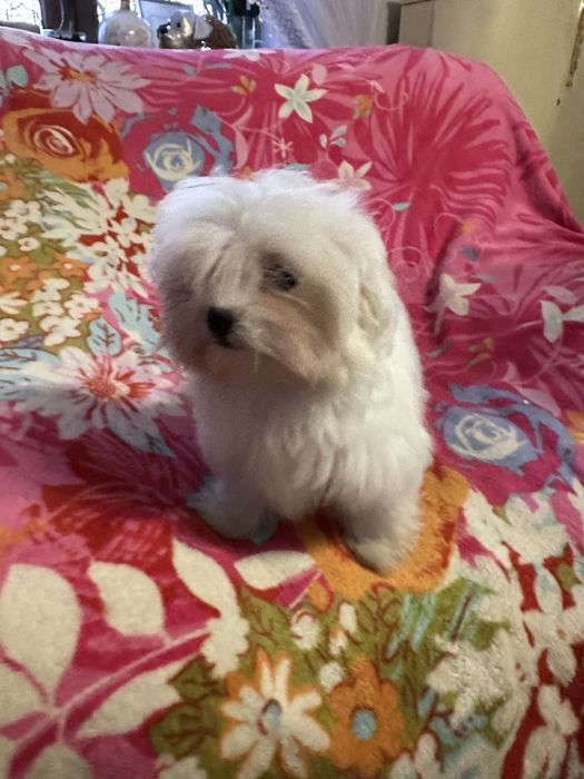 Maltańczyk piesek  miniaturka