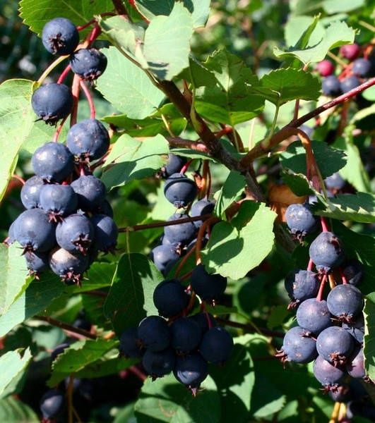 Ірга Канадська крупноплідна і Ханнівуд (трирічні і однорічні саджанці)