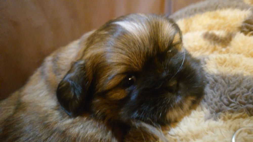 Щенки Ши-тцу, мальчик и девочка. Бронь