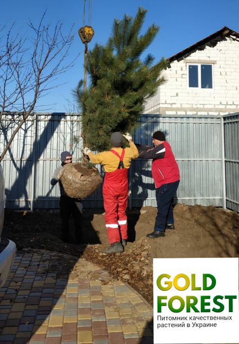 Сосна ель ёлка кедр пихта