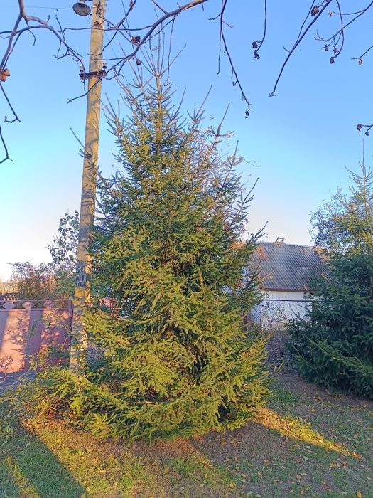 Продам ялинки живі