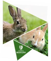 Rações milhos frangos coelhos porcos cabras poedeiras 5 e 25kg