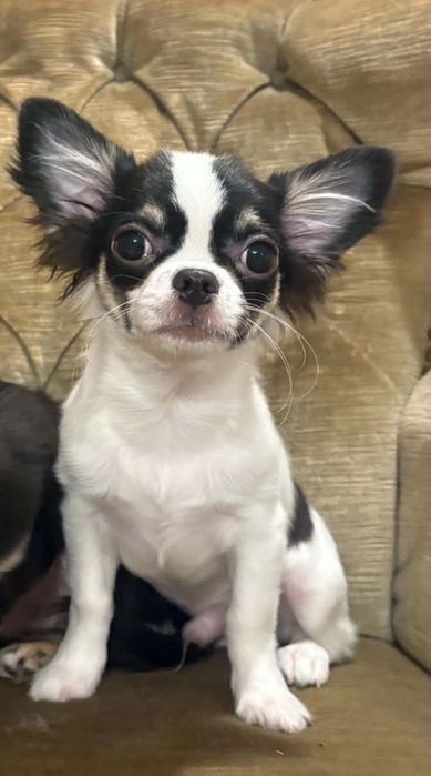 Chihuahua długowłosy samiec ZKwP FCI