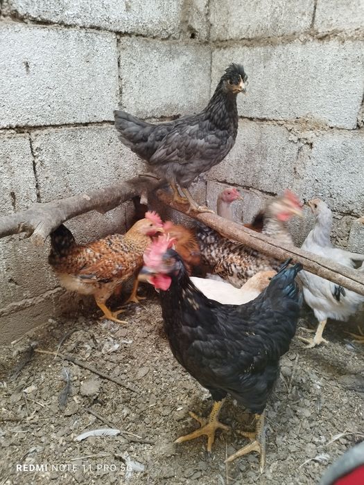 Galinhas dos ovos azuis e ovos verdes