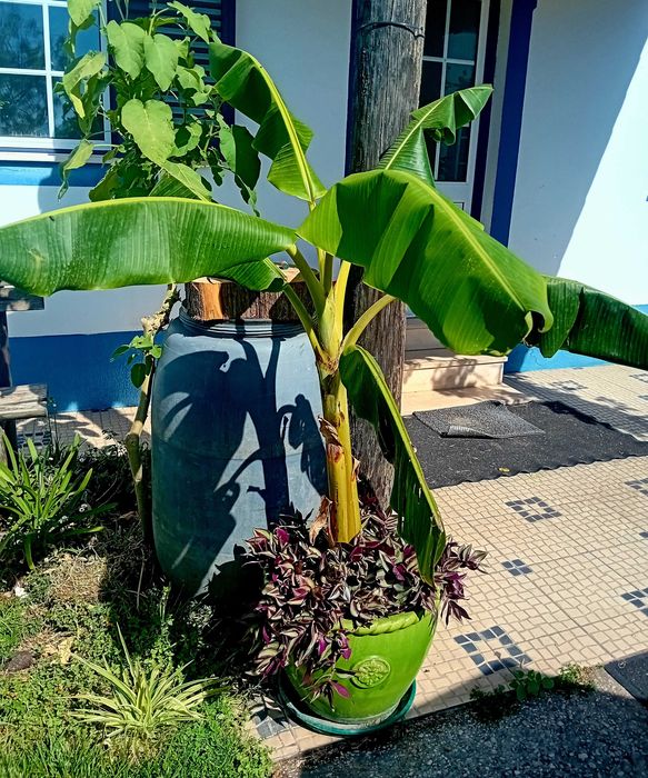 Bananeira em vaso grande de barro
