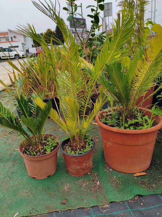 Cycas Revoluta - planta em vaso