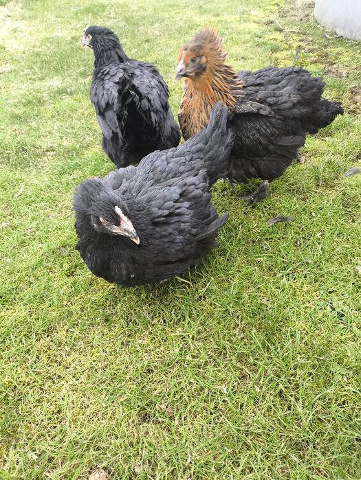 Kury green shell i dark Shell