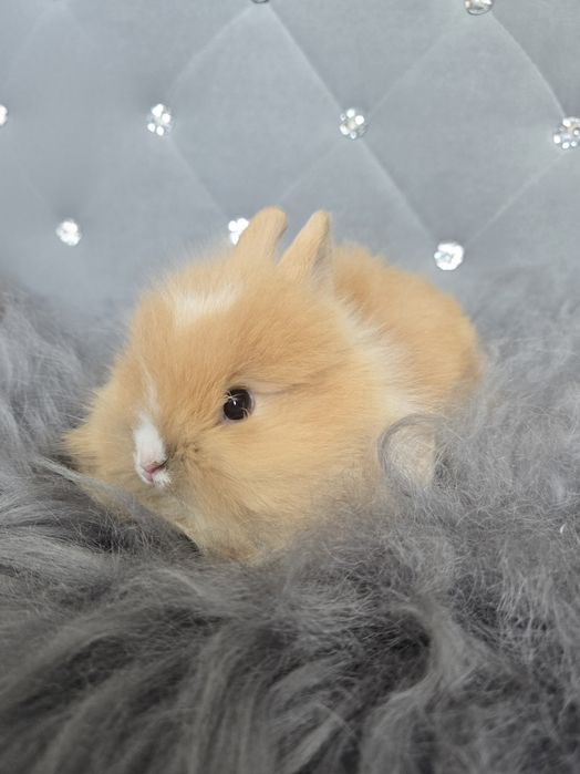 Królik króliczek karzełek teddy miniaturka długowłosy