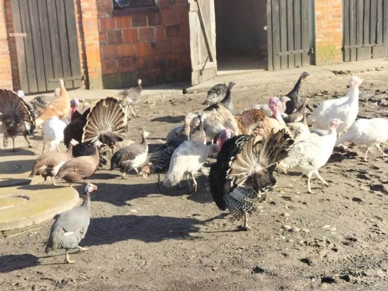 Pisklęta  indyk perlik  kurczaki kur