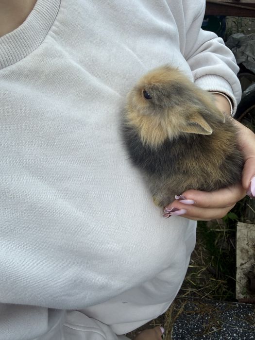 Króliki miniaturki
