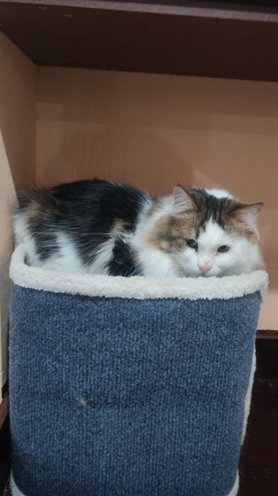 Трехцветный пушистый кот в надёжные руки