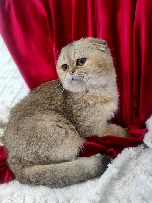 Золотий котик шиншила висловушка 6 міс