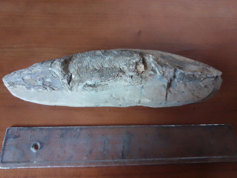 Peixe Fóssil Cretácico