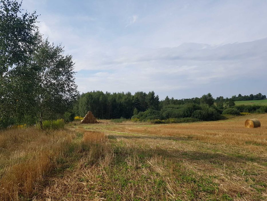 7,4 HA GRUNTU ROLNEGO – HUTA ŻUŁAWSKA – Asfalt – Blisko Elblaga