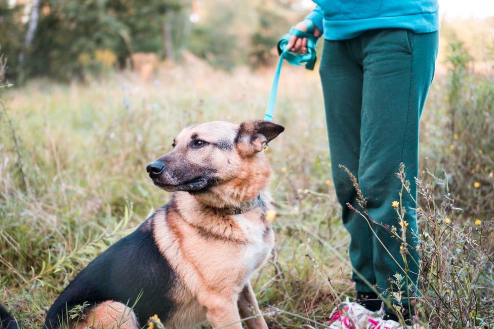10 letni Potter szuka domu!