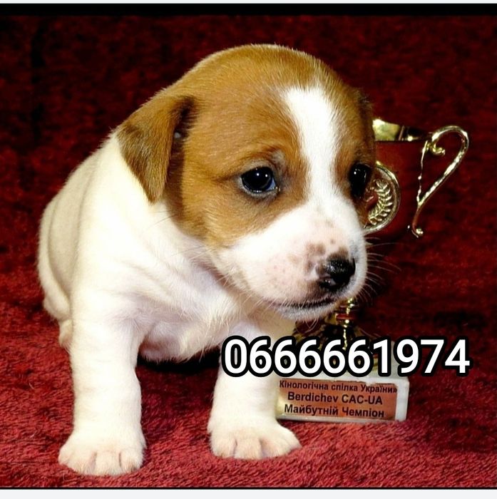 Джек Рассел тер'єр з документами клубу КСУ