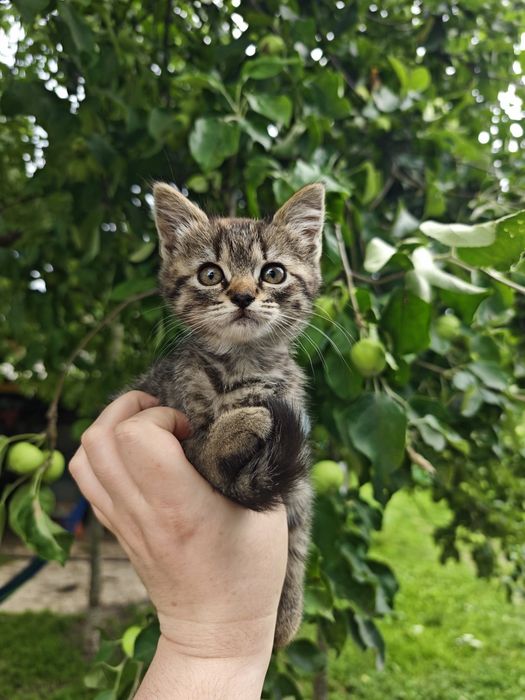 Безкоштовно кошенята