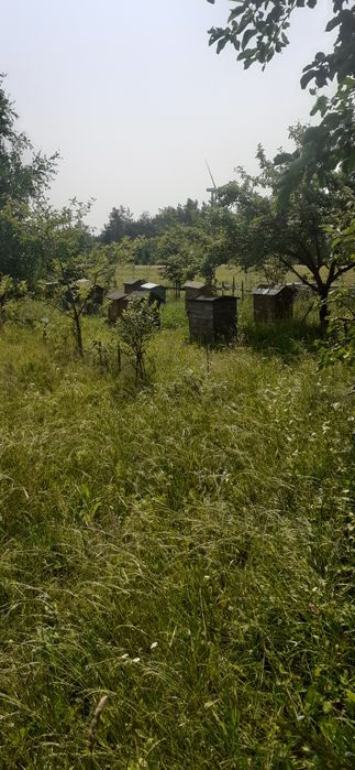 Ule likwidacja pasieki ,