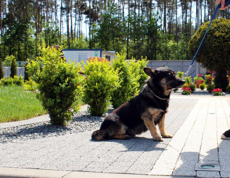 PRUSZEK do adopcji – Schronisko Jasionka