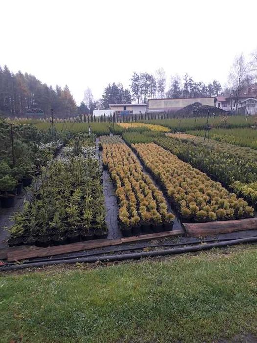 tuja Szmaragd 50/70cm i większe