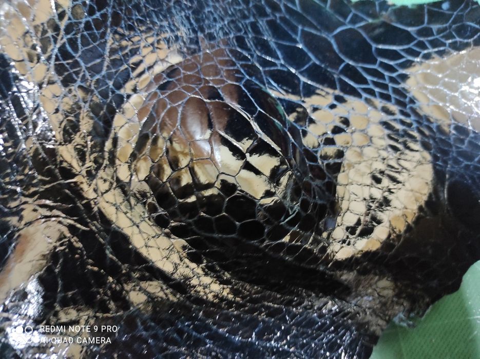 Шматки шкіри МорсьоїЇ  ЧЕРЕПАХИ