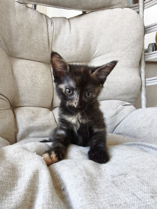бесплатно,примерно 2 месяца, котенок, кошечка, котик, котята в хорошие руки
