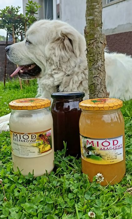 Miód wielokowtaowy lipowy akacjowy gryczany nawłociowy