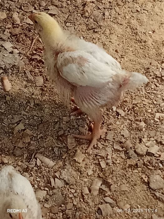 Pintos com 3 semanas