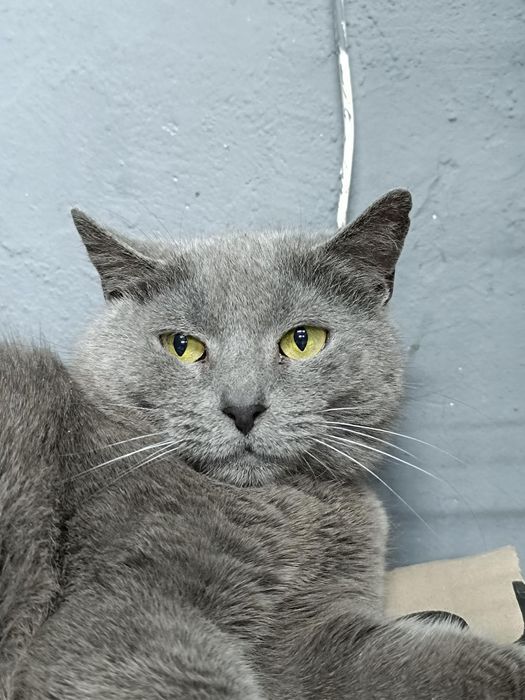 Метис британки бесплатно