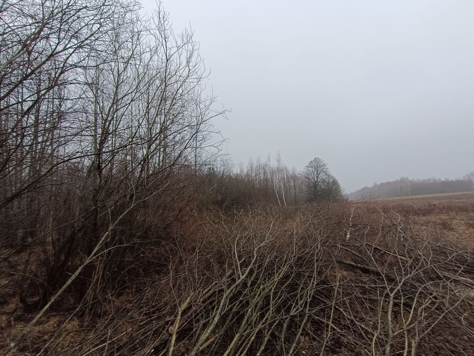 Oddam gałęzie, gałęziówka. za darmo!