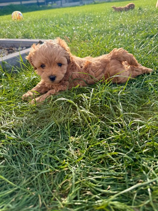 Piękny piesek Maltipoo F1B