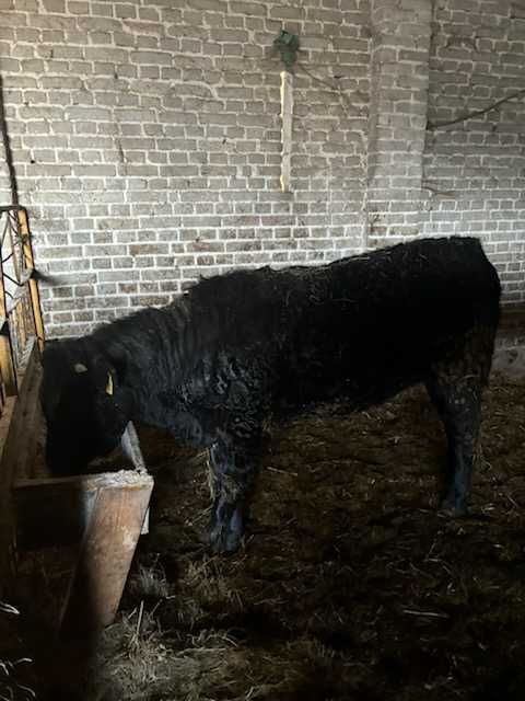 Jalowki miesne czarne