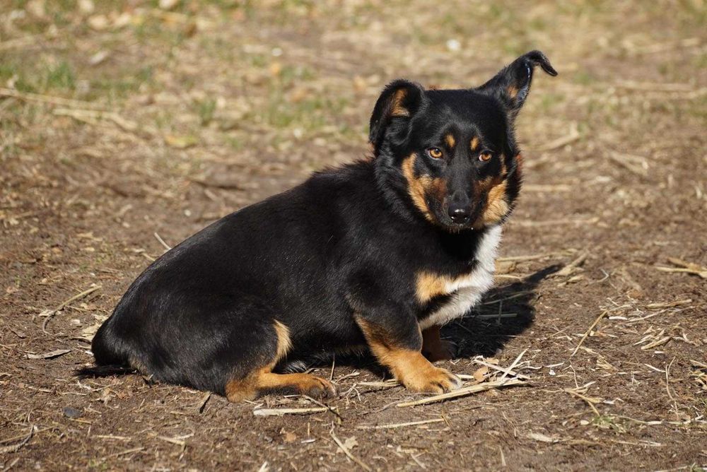 Saif - mały kundelek