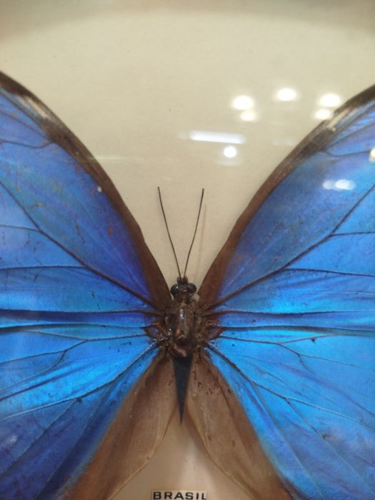 Quadro com Borboleta