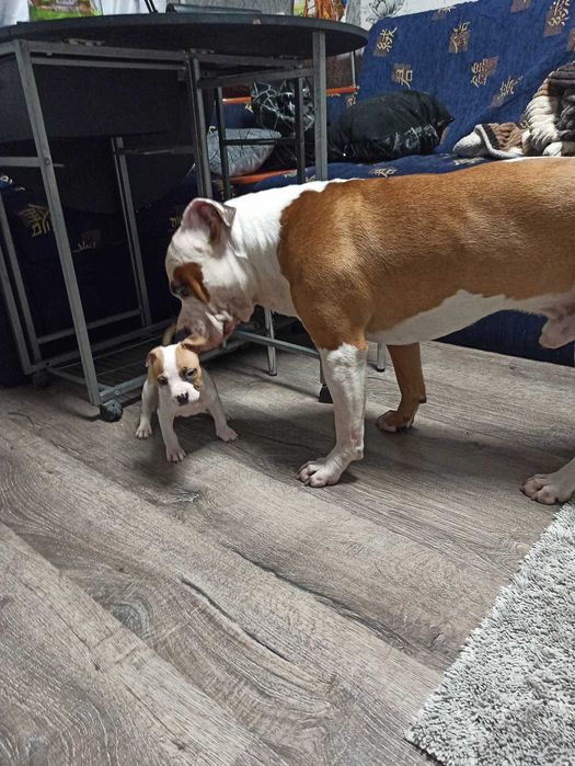 Вязка Амстафтерьер