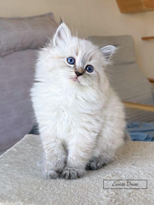 Espresso - kocurek Neva Masquerade (Lavender Dreams*PL)