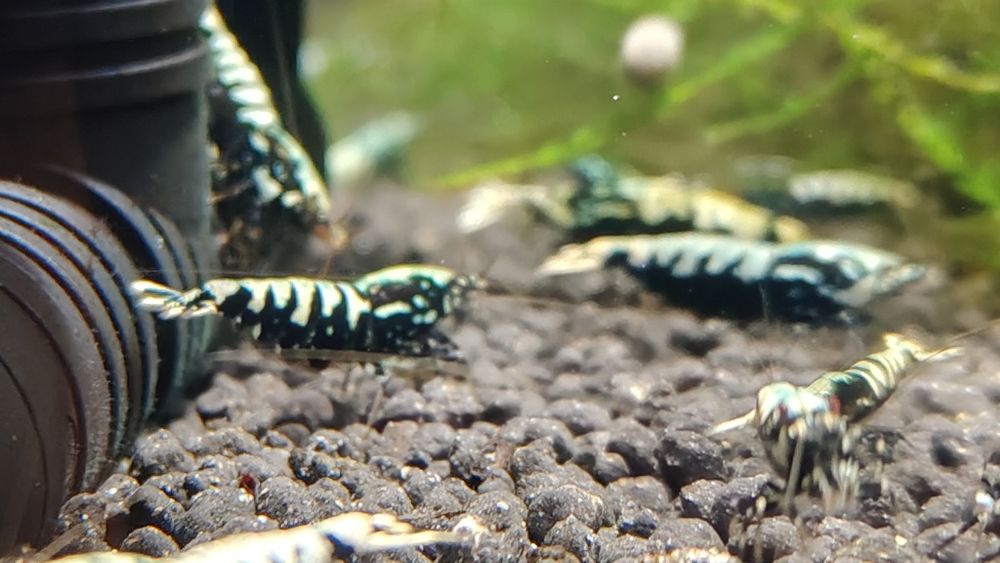 Krewetki Galaxy Black Caridina