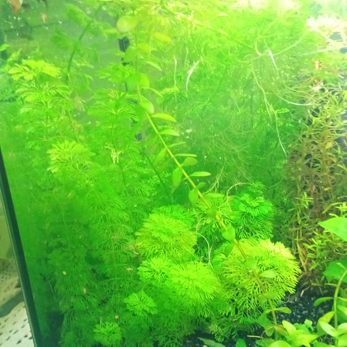 Limnophila sessiliflora PROMOÇÃO FIM DE SEMANA