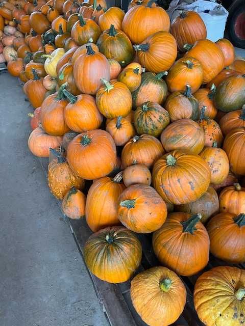 Dynie Halloween Ozdobne i Jadalne, Duży Wybór, Tanio!!!